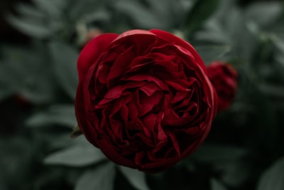 A red rose blooming in the daytime
